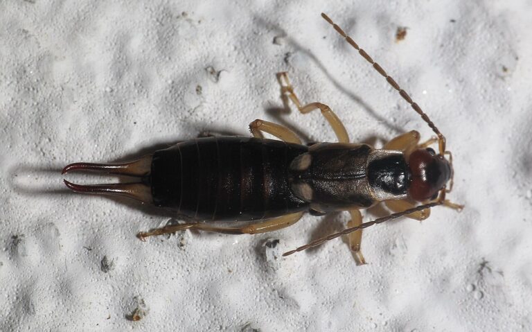 How to Get Rid of Earwigs?