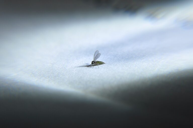 How to Get Rid of Gnats: Fast, Proven Methods