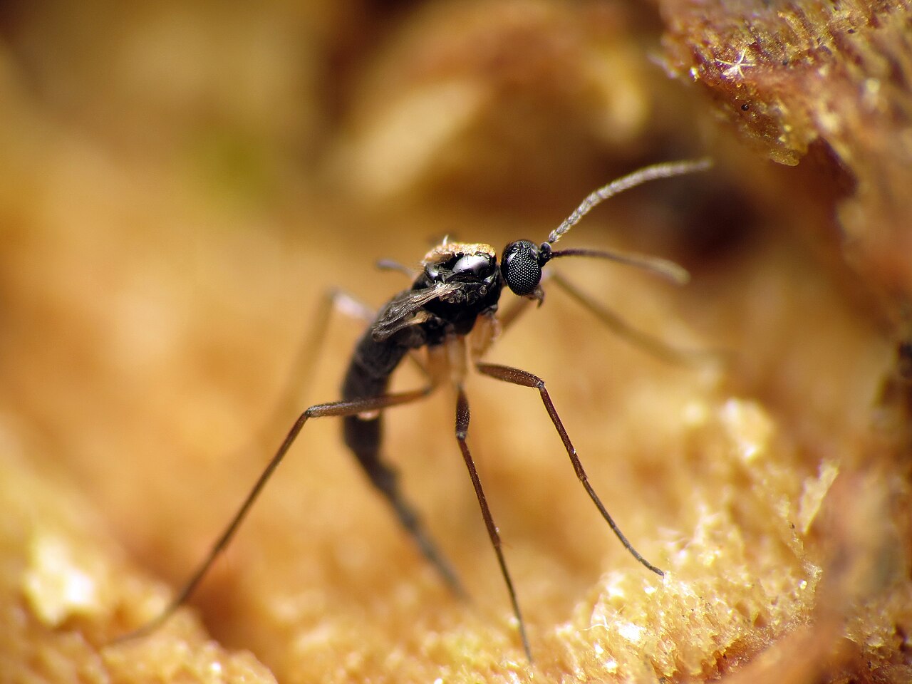 Where Do Gnats Come From?