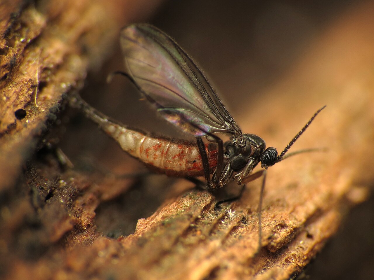 How to Get Rid of Gnats in the House