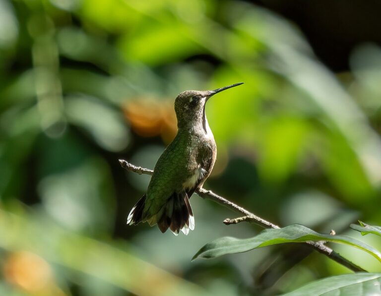 Hummingbird Sugar Water Recipe: The Exact 4:1 Ratio (and Why)