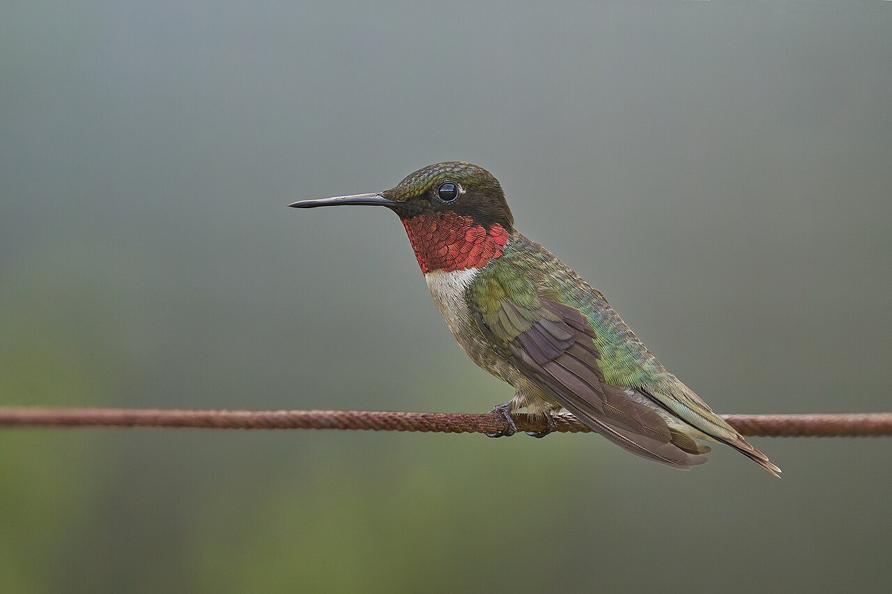 Hummingbird Symbolism: Meaning and Spiritual Signs