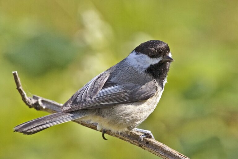 How to Identify Backyard Birds: A Complete Guide for Beginners