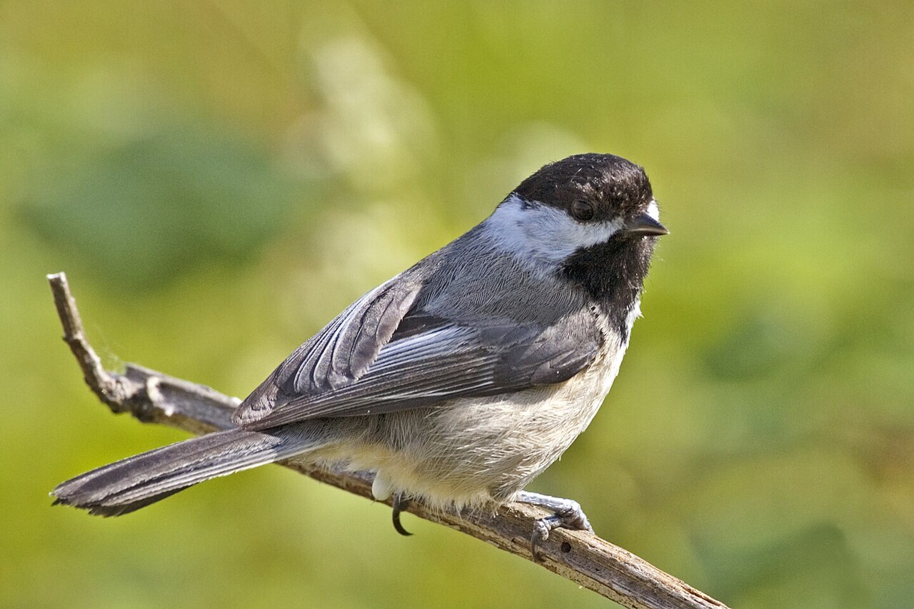 How to Identify Backyard Birds: A Complete Guide for Beginners