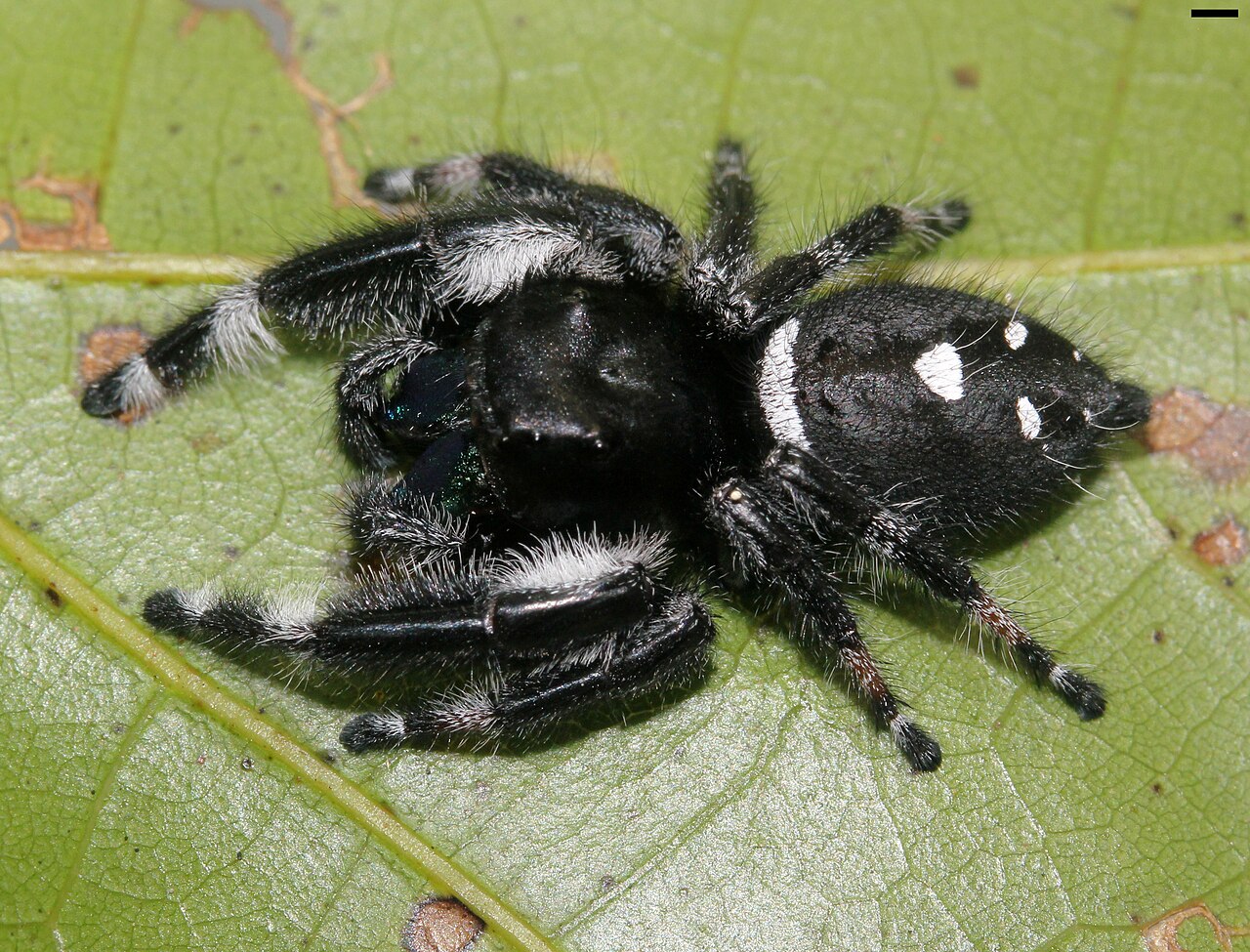 Jumping Spider Enclosure