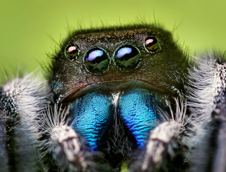 Jumping Spider: Identification & Facts Guide