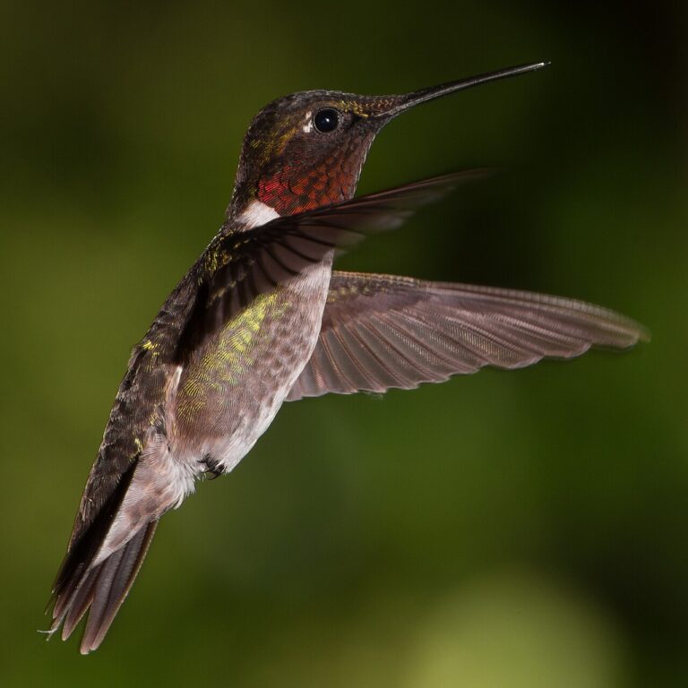 How to Keep Ants Out of Hummingbird Feeders: 7 Methods That Actually Work