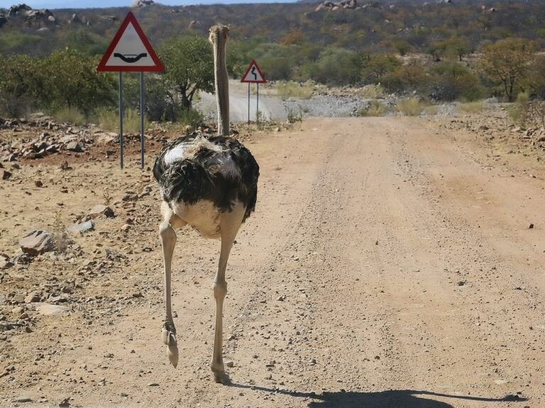 Largest Birds in the World: Giants of the Sky and Ground