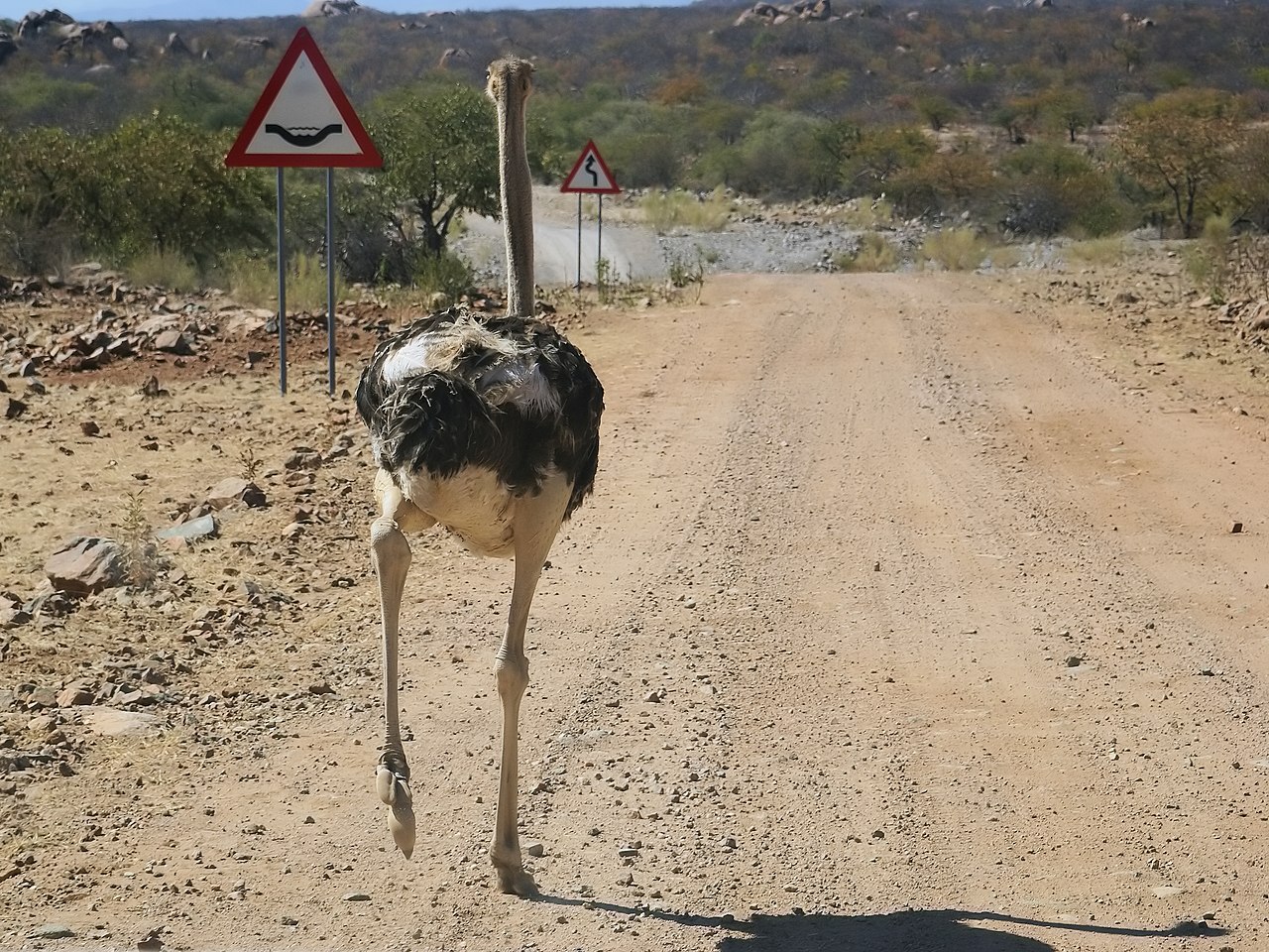 Largest Birds in the World: Giants of the Sky and Ground