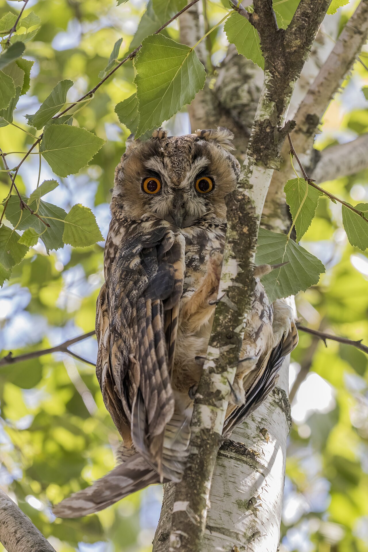 Long-eared Owl: Identification, Sounds, and Facts