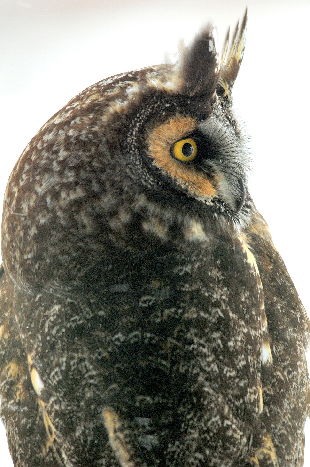 Range and habitat
