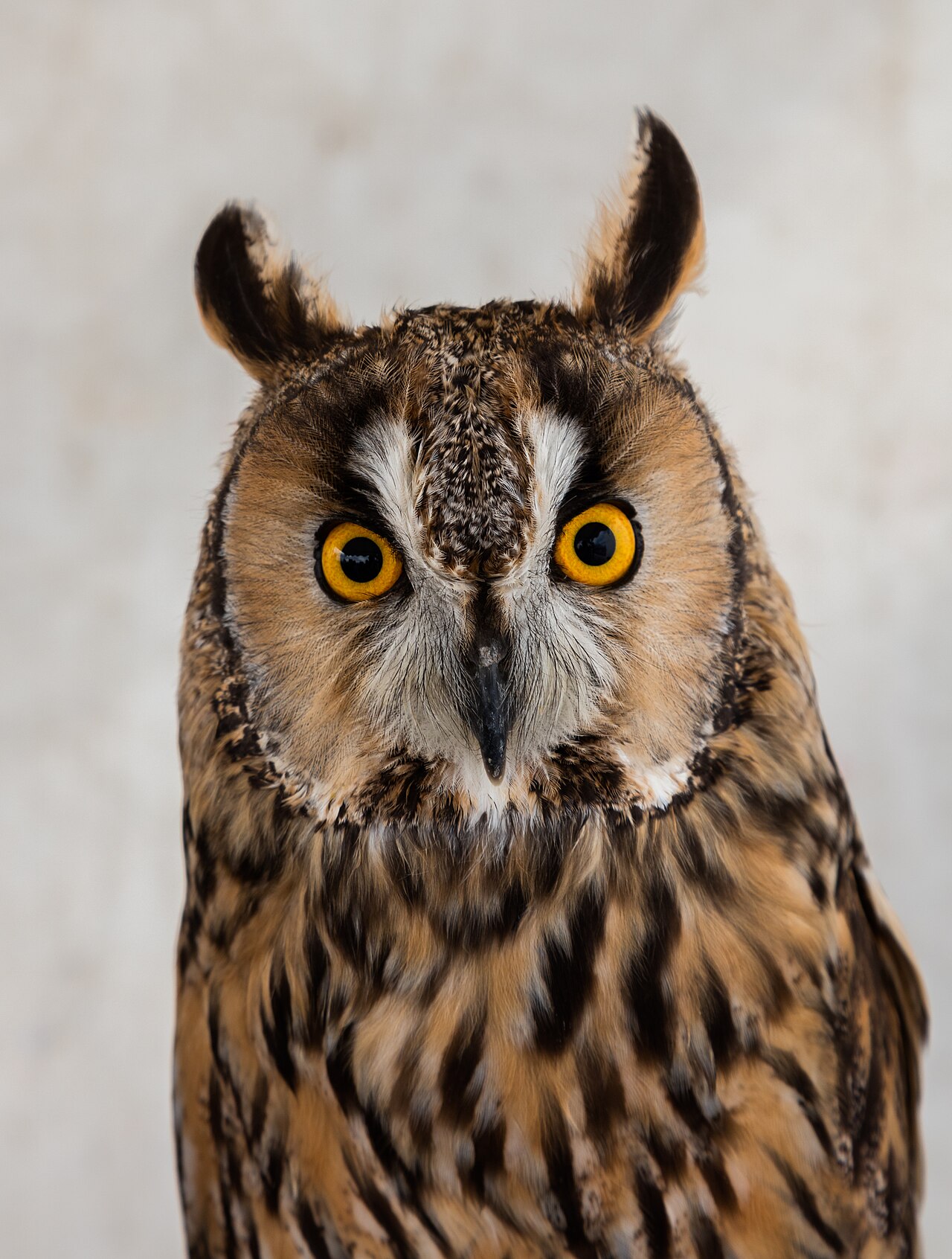 Sounds and communal winter roosts