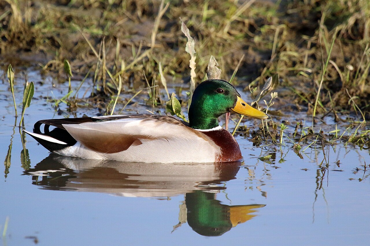 Mallard Duck: Identification, Habitat, and Behavior Guide