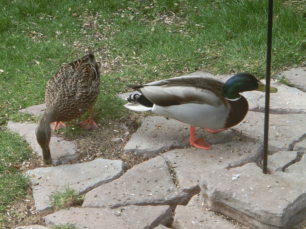 Diet and Feeding Behavior