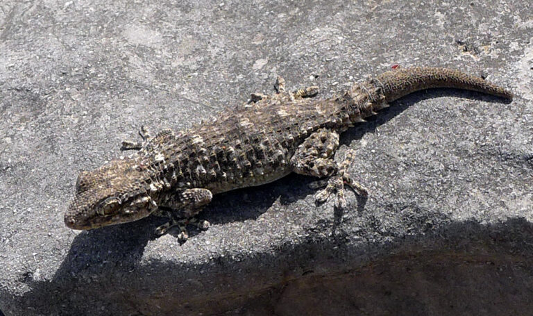 Mediterranean House Gecko