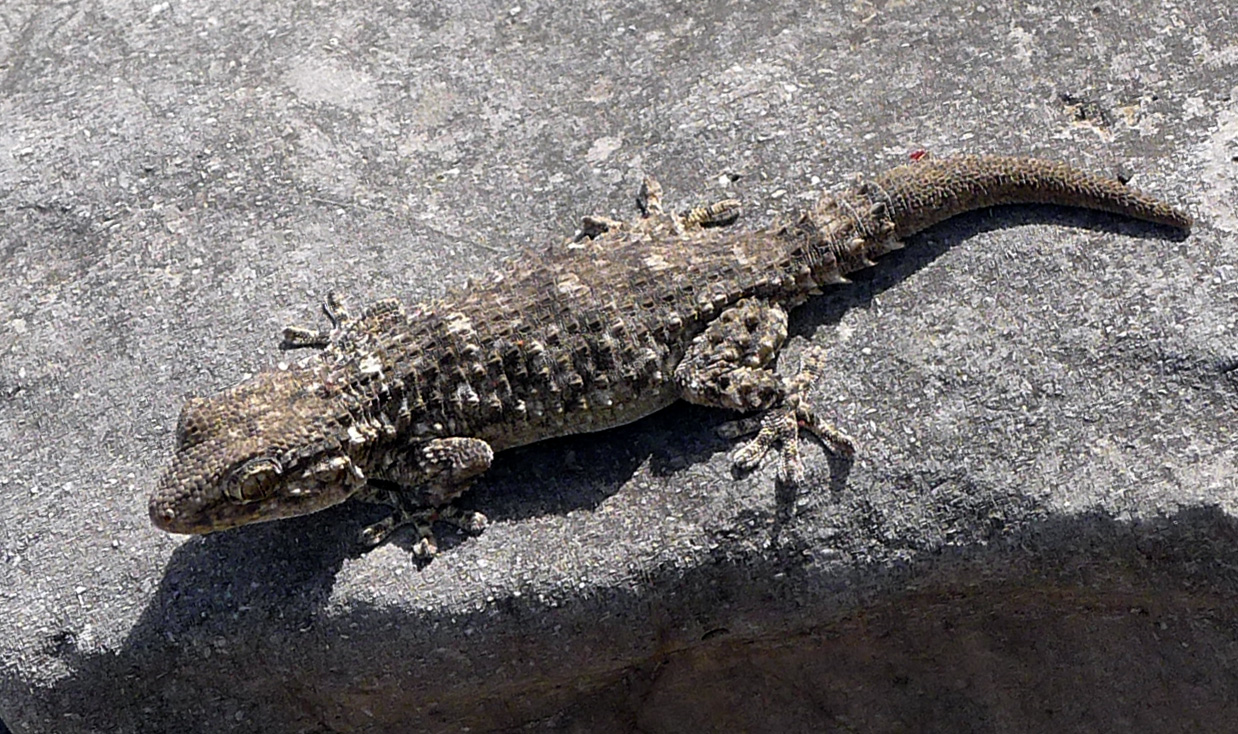 Mediterranean House Gecko