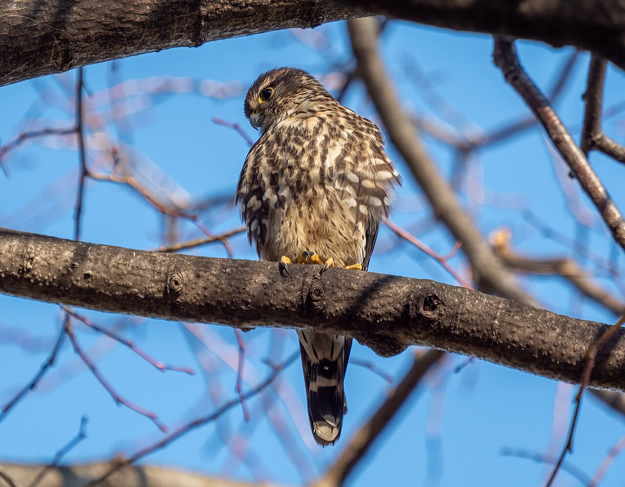 Merlin (Falcon): Identification Guide