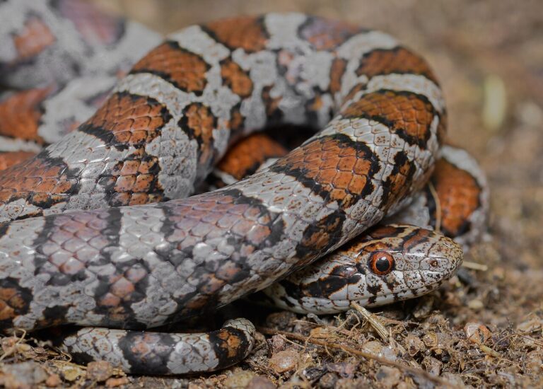 Milk Snake