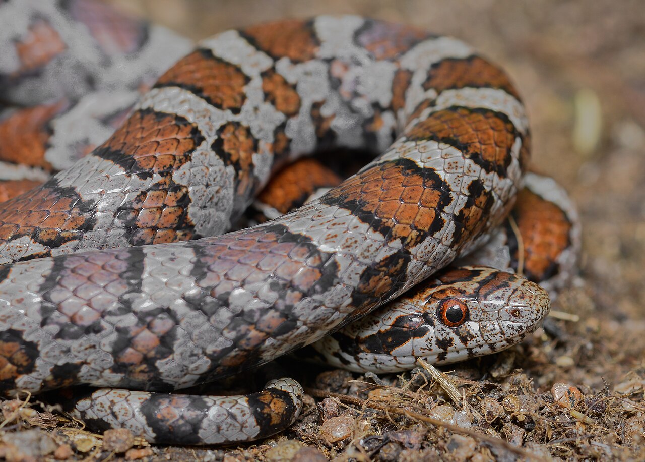 Milk Snake