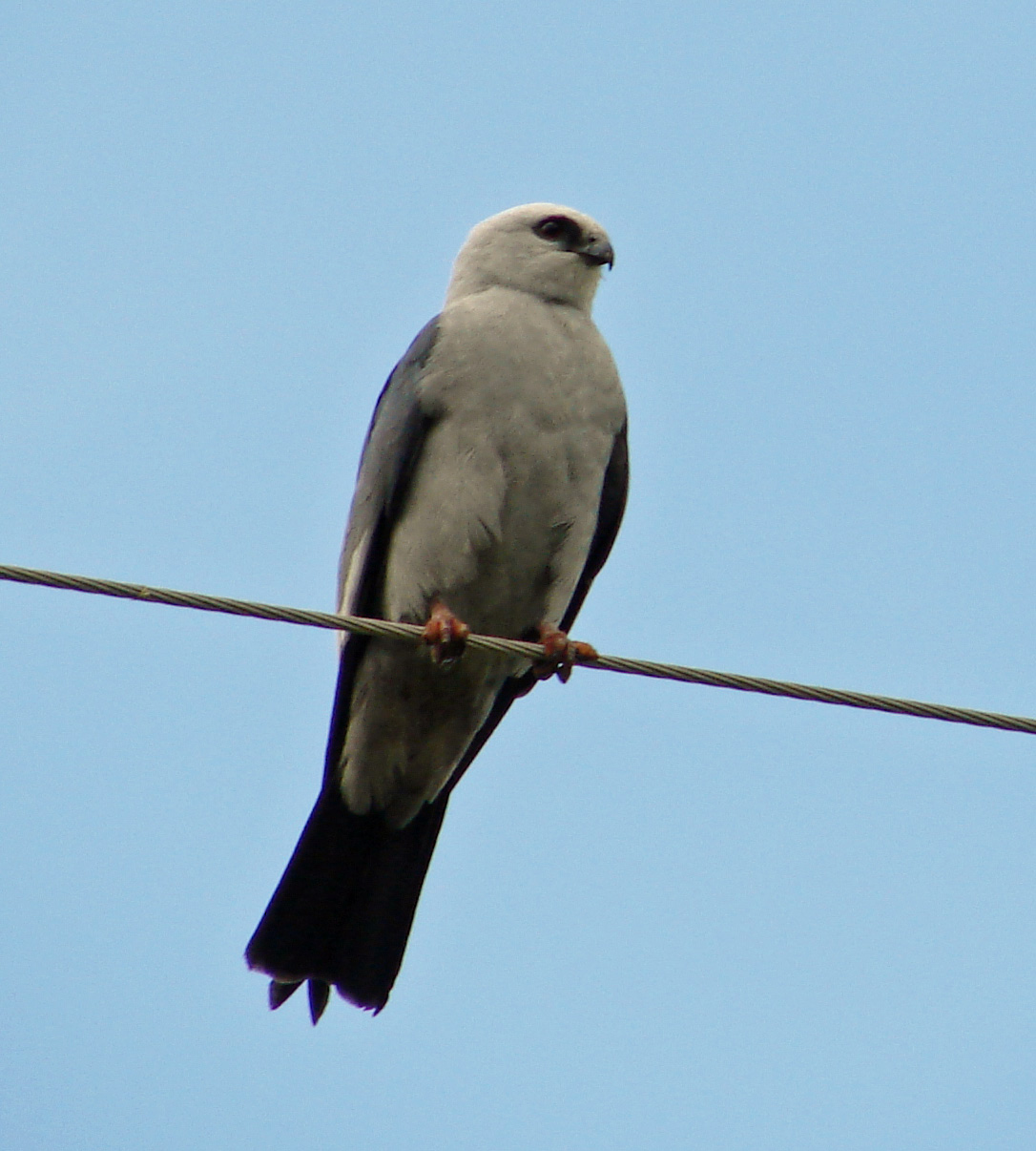 Mississippi Kite: Southern Grace Guide