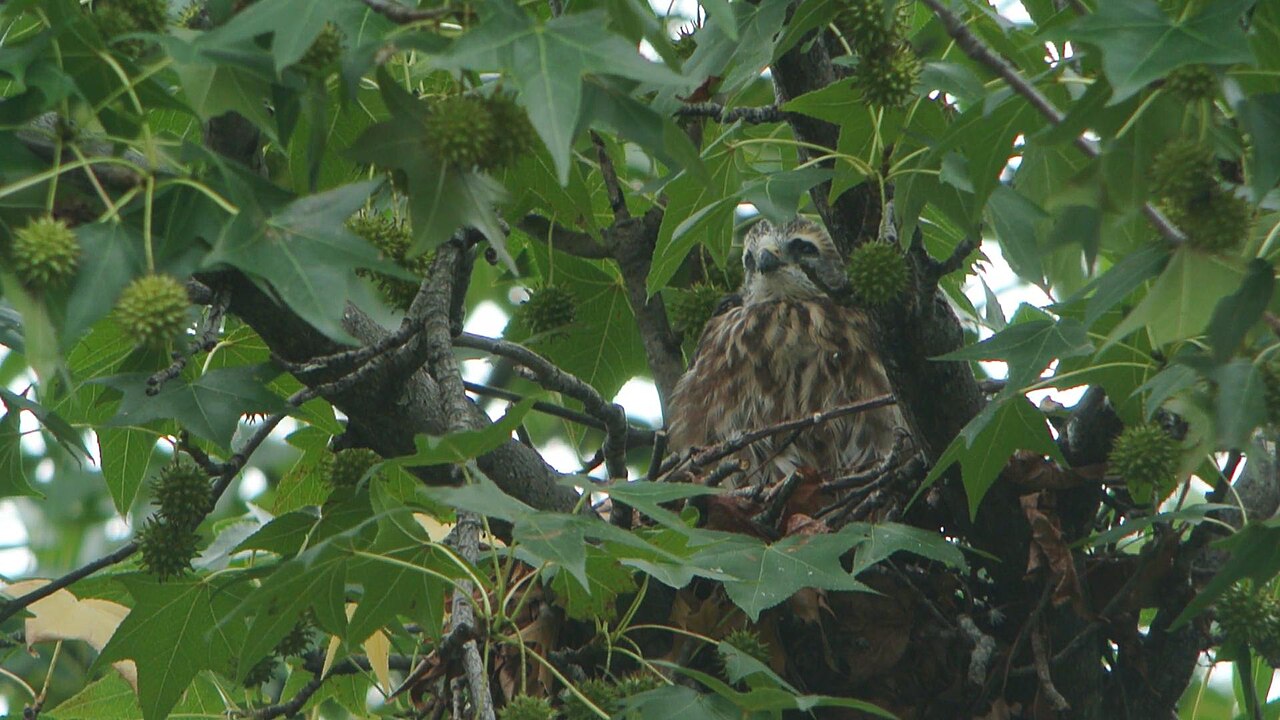 Nest Defense: Why Mississippi Kites Dive-Bomb People
