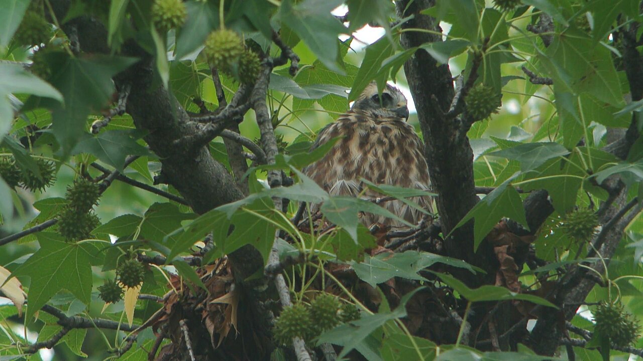 Nesting Behavior