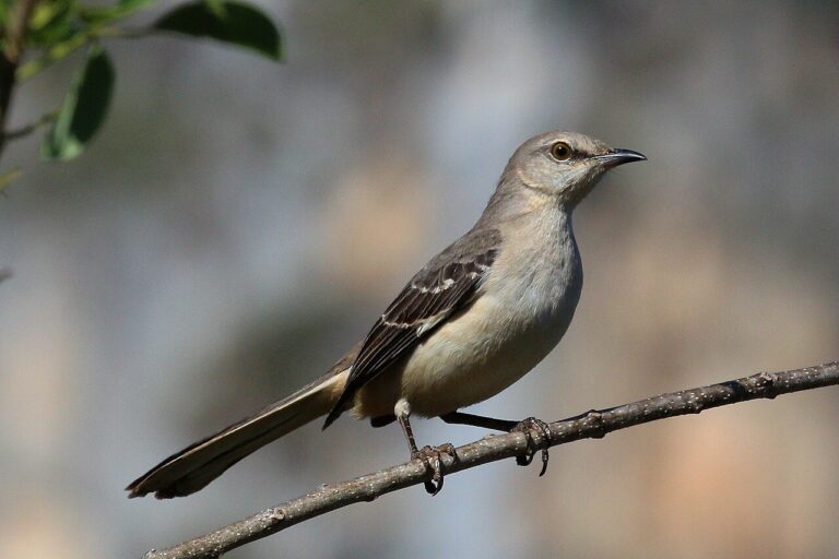 Mockingbird Symbolism: Meaning and Spiritual Signs