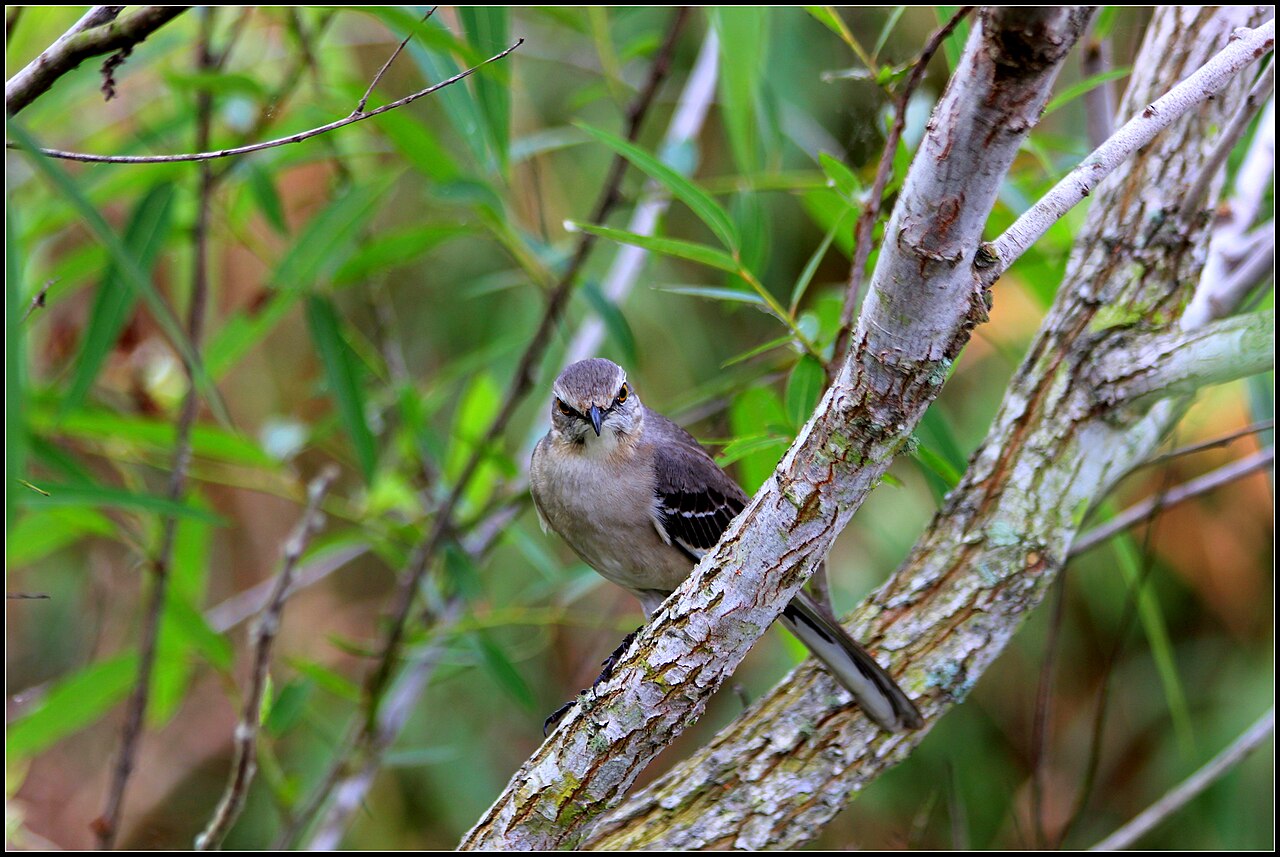 The Meaning of the Mockingbird's Song