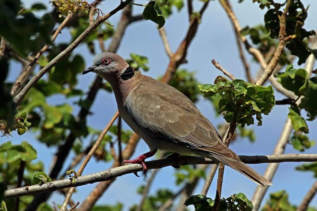 Moarning Bird Mourning Dove: Complete ID, Habitat, Diet, Behavior Guide