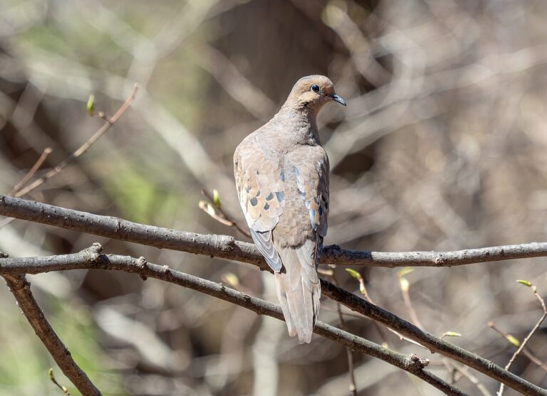 Mourning Dove Symbolism: Spiritual Meaning and Peace