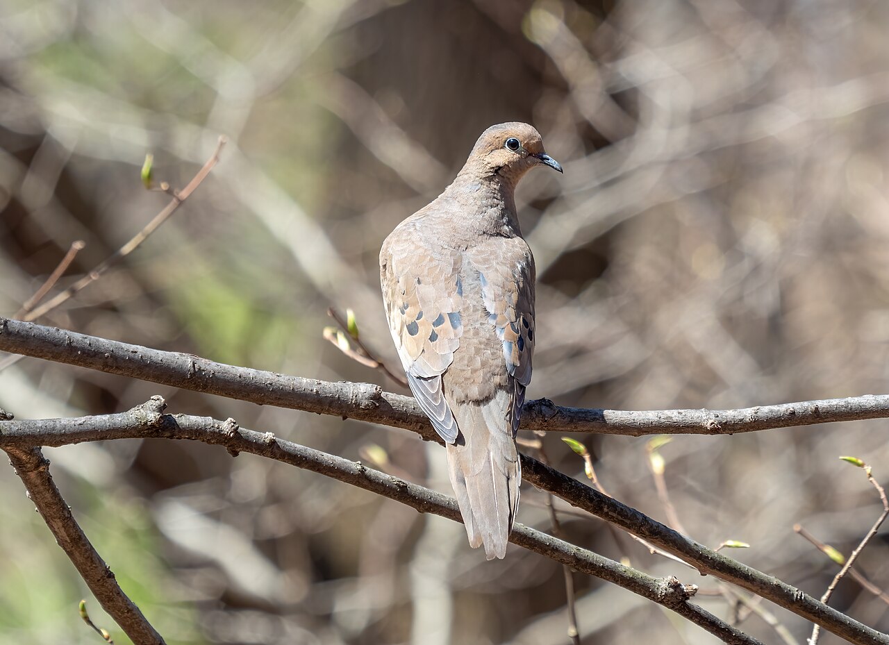 Mourning Dove Symbolism: Spiritual Meaning and Peace