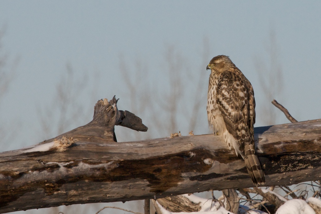 Northern Goshawk vs. Cooper's Hawk