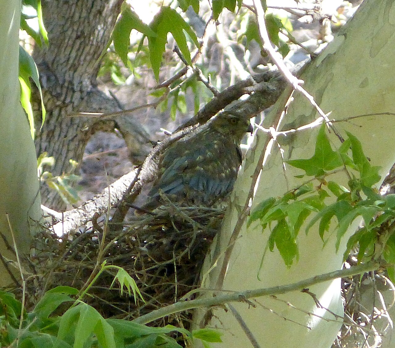 Range, Habitat, and Nest Defense