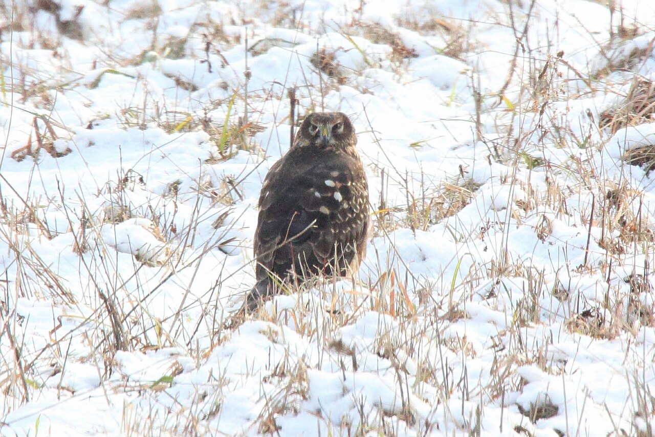 Northern Harrier: Marsh Hunter Guide