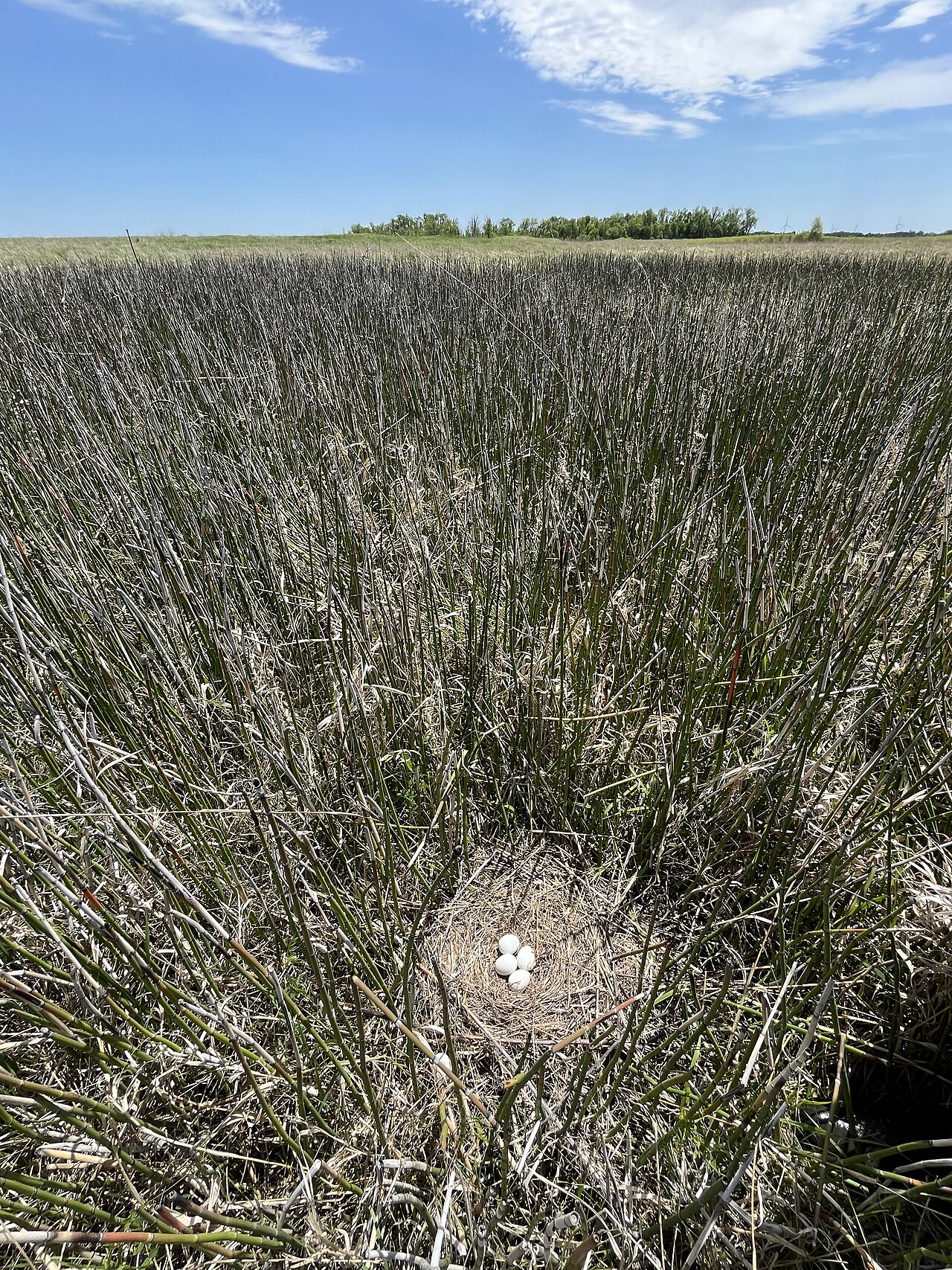 Nesting on the Ground