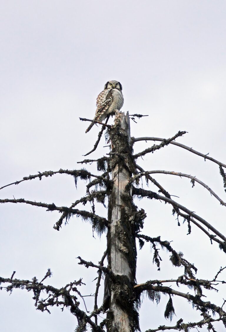 Northern Hawk Owl: Identification, Facts, and Habits