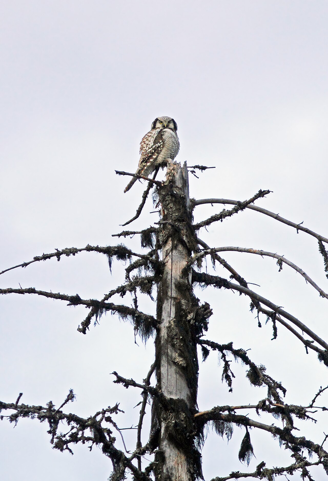 Northern Hawk Owl: Identification, Facts, and Habits