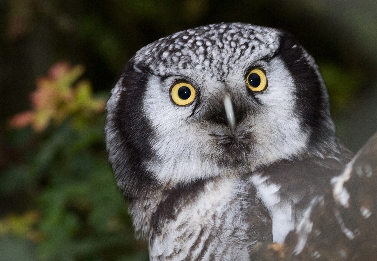 An owl that acts like a hawk