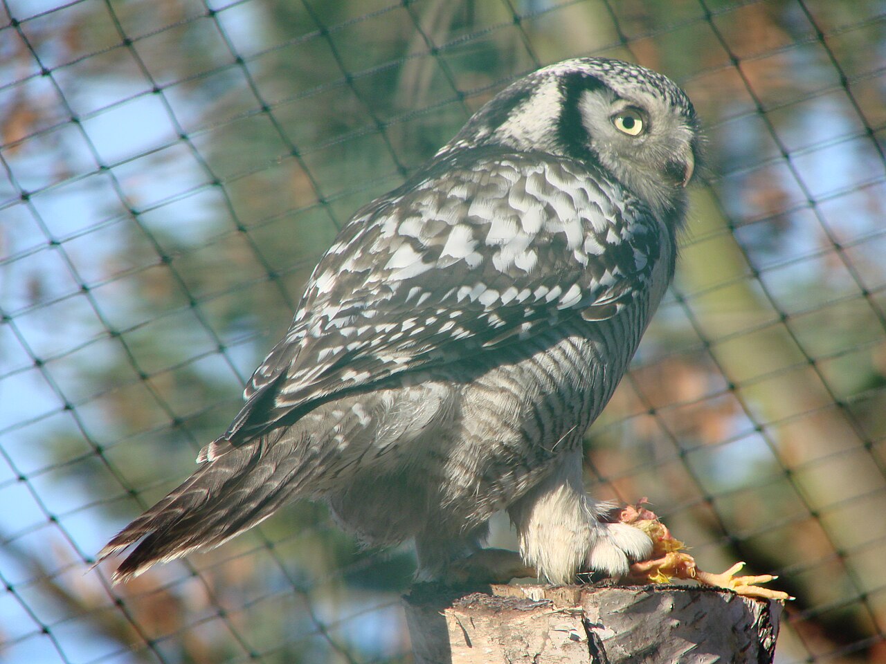 What Northern Hawk Owls eat