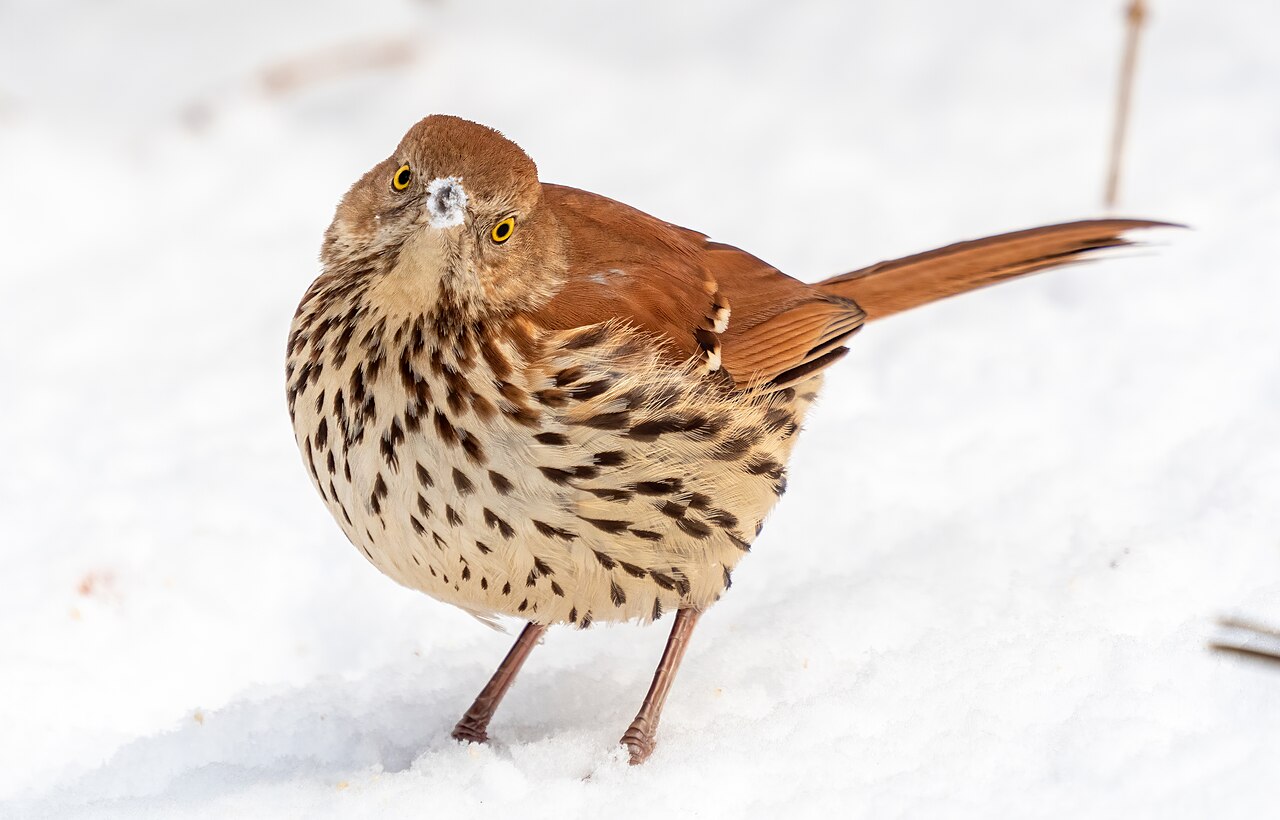 Northern Mockingbird vs Brown Thrasher: How to Tell Them Apart