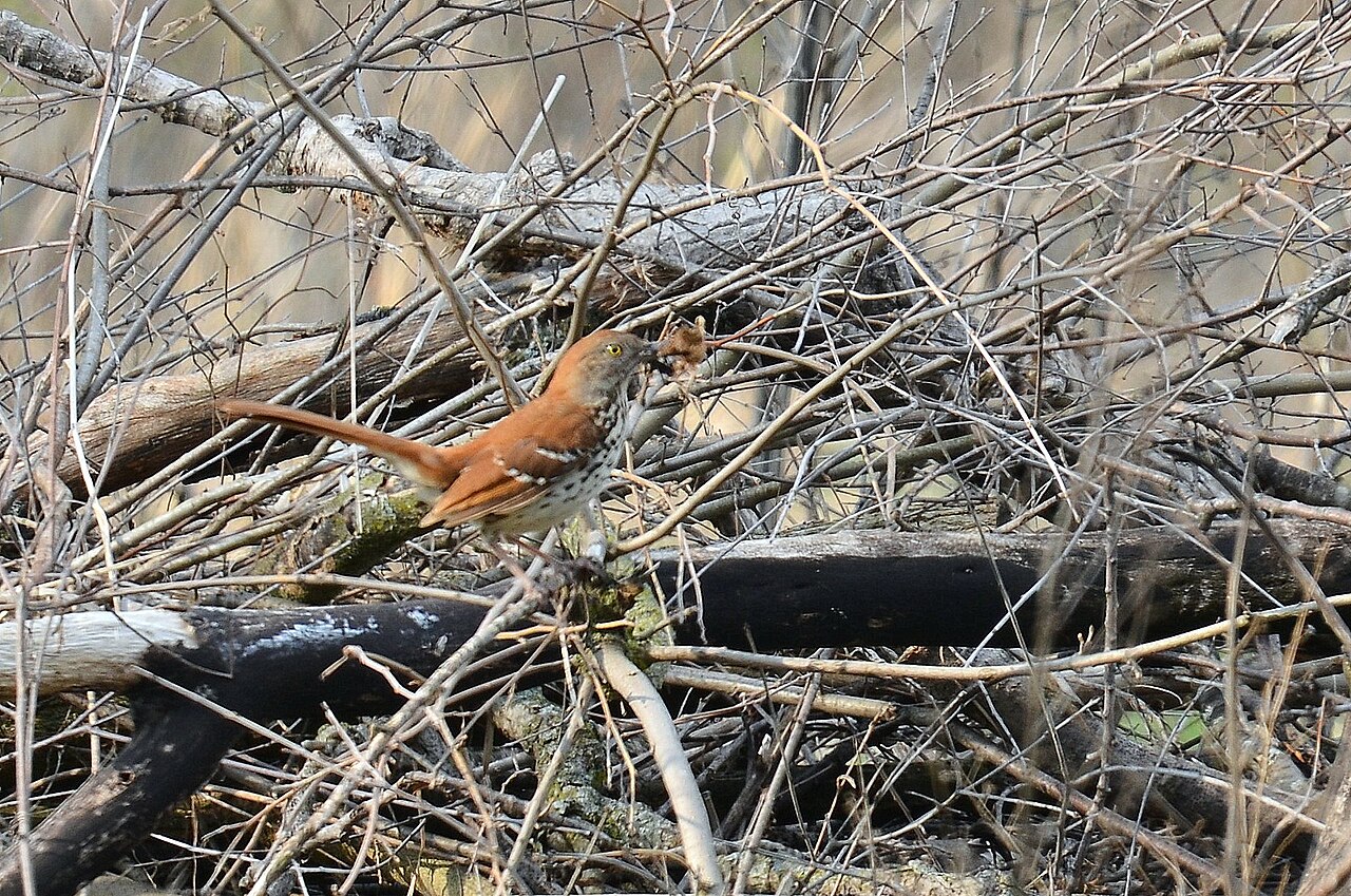 Nesting and Behavior Compared