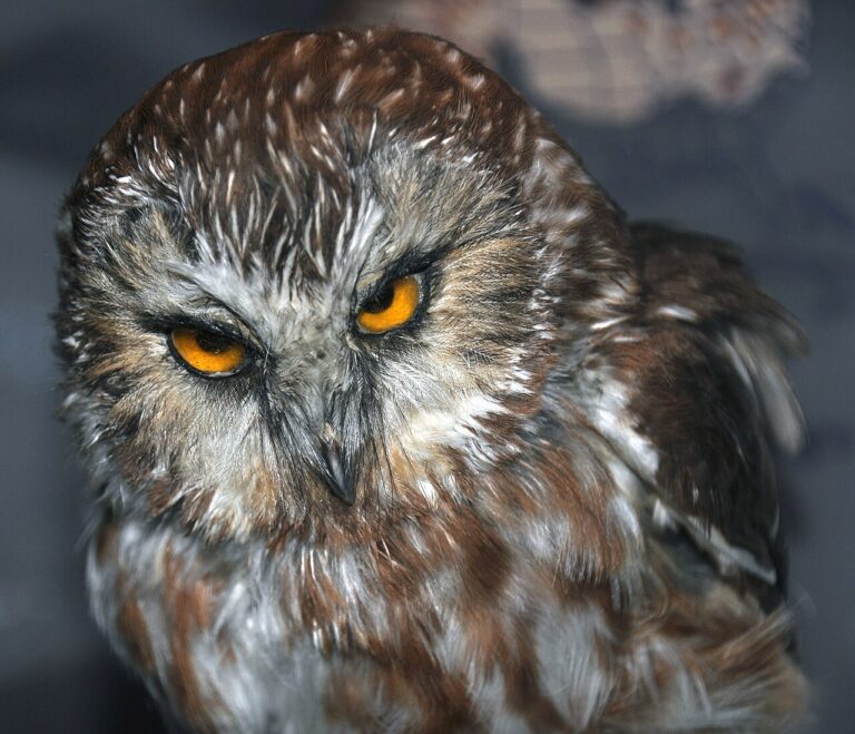 Northern Saw-whet Owl: Identification, Sounds, and Facts