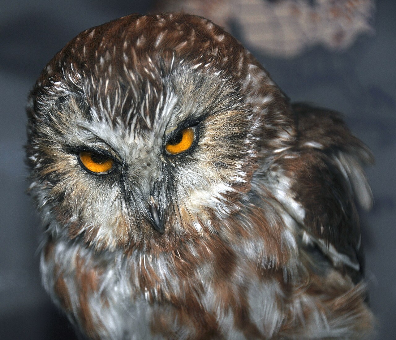 Northern Saw-whet Owl: Identification, Sounds, and Facts