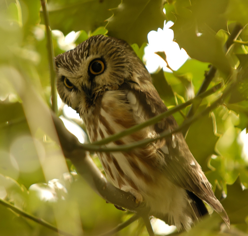 Northern Saw-whet Owl sounds and calls