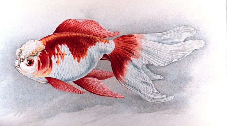 Oranda Goldfish: Wen Health & Complete Care Guide