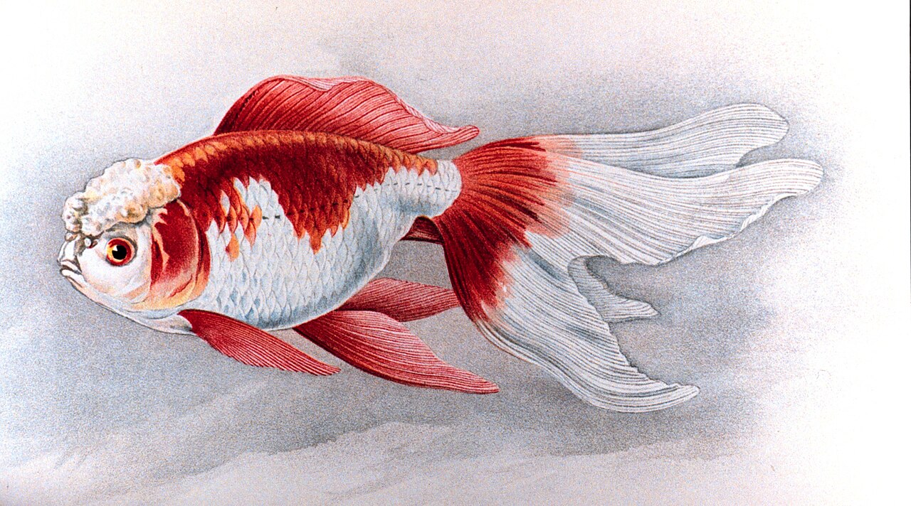 Oranda Goldfish: Wen Health & Complete Care Guide