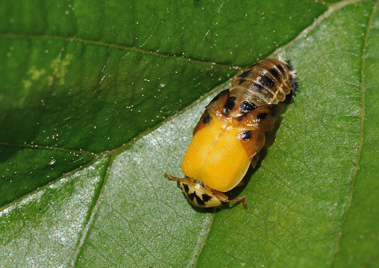 Orange Ladybug: Identification & What It Means