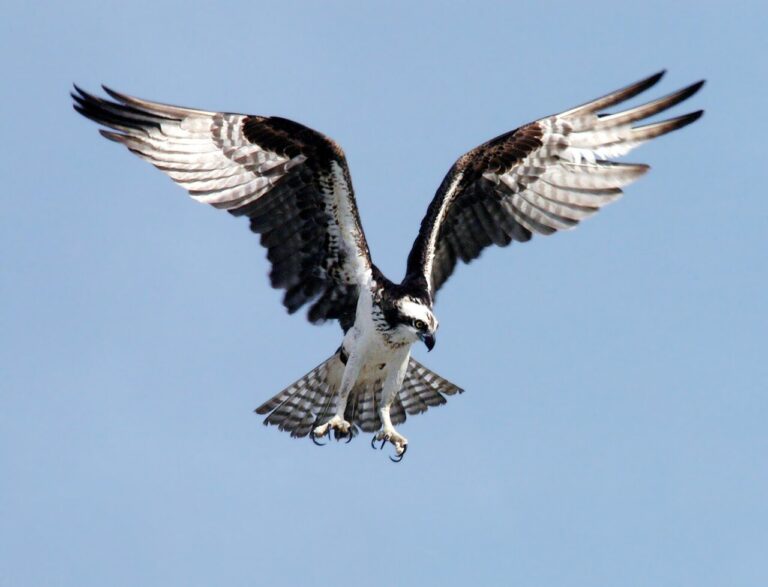 Osprey: Fish Hawk Specialist Guide