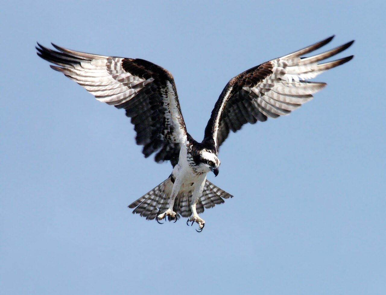 Osprey: Fish Hawk Specialist Guide