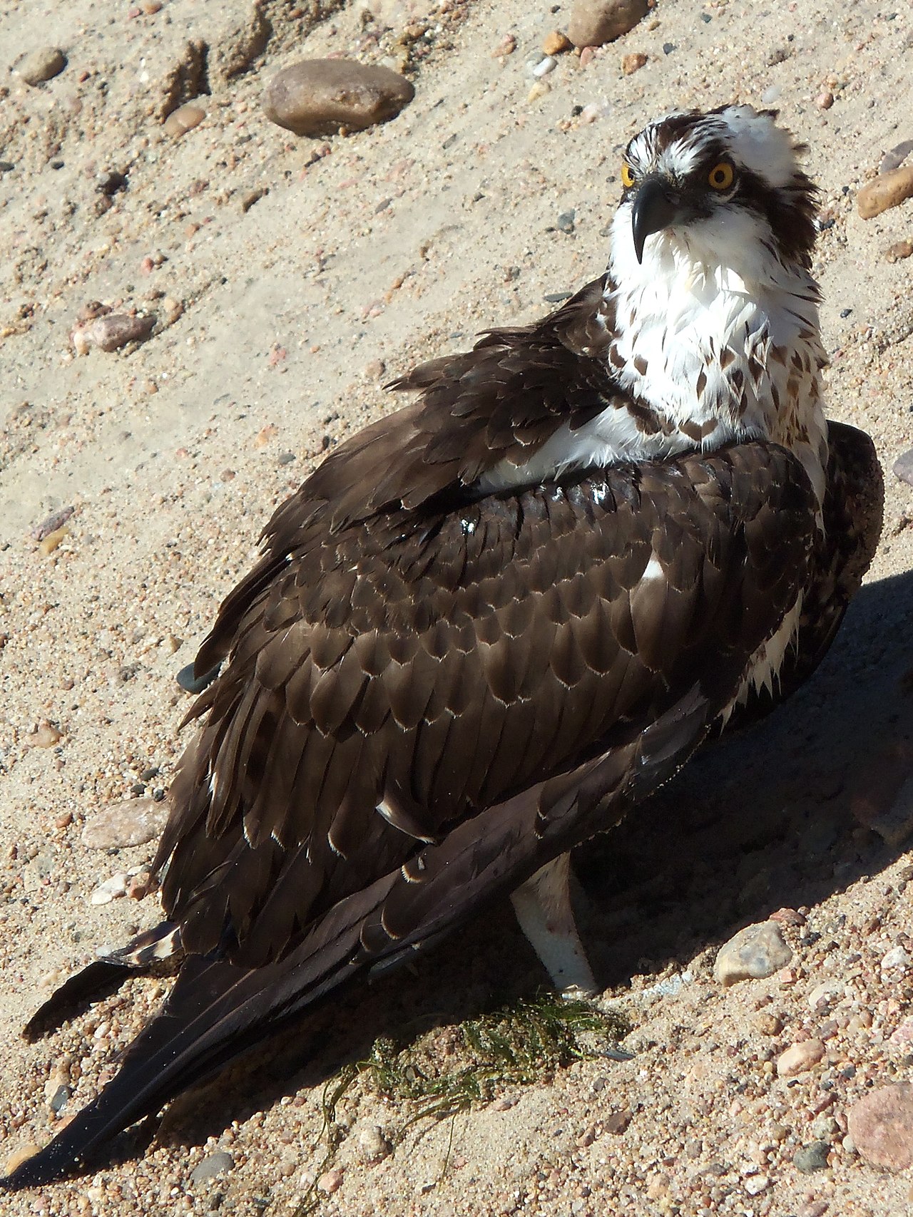 Osprey diving for fish